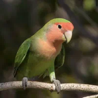 کوتوله