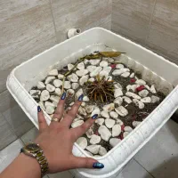 گلدان پلاستیکی بزرگ با خاک|گل و گیاه طبیعی|کرج, گوهردشت|دیوار