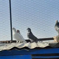 ۱۵تا کفتر جنس خوب|پرنده|کهریزک, |دیوار