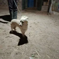 معاوضه بامرغ یاعروس هلندی یاکوتوله|سگ|تفت, |دیوار