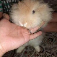 خرگوش