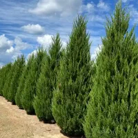 هرس و باغبانی