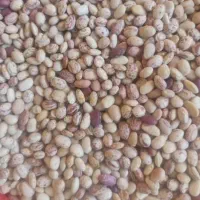 فروش یک تن لوبیاچیتی