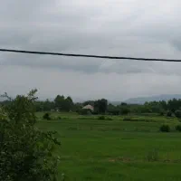 برنج هاشمی گیلان آستانه