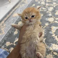 پرشین گارفیلدی نر دال فیس