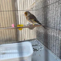 پرنده امیدیه