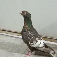 ماده طاووسی کاکل ذات وارداتی به شرط تخم و جوجه