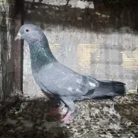 کبوتر نر|پرنده|بندرعباس, |دیوار