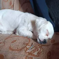 سگ گمشده