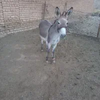 الاغ