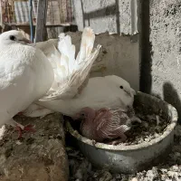 چتری کانادایی