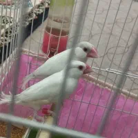 فنج نرگس چشم شرابی
