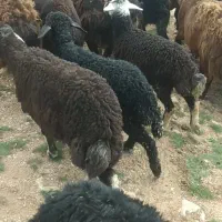 باسلام تعداد ۱۵ راس میش بره دار به فروش می رسد