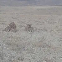 سگ سرابی