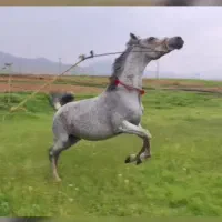 فروش مادیون