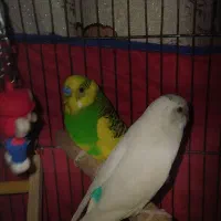 3عدد مرغ عشق با قفس|پرنده|قرچک, مهدیه|دیوار