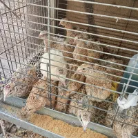 بلدرچین‌تخمگزار