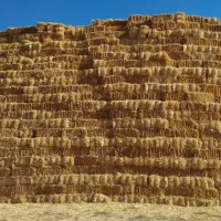 کاه گندم اب امسال