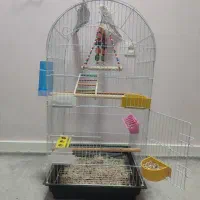 عروس هلندی|پرنده|اهواز, کوی صادقیه|دیوار