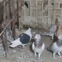 کبوتر پرشی|پرنده|تاکستان, |دیوار