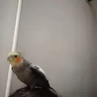 عروس هلندی گم شده