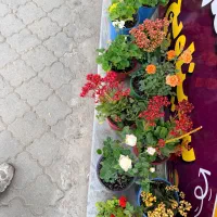 گل و گیاه شمعدونی ساناز گلدان شیشه ای پر طاووس