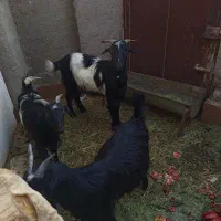 بز و دو عدد بزغاله|حیوانات مزرعه|سلفچگان, |دیوار