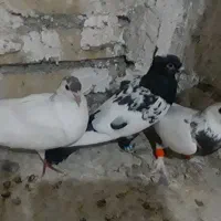 کبوتر رنگه سالم|پرنده|گلبهار, شهر جدید گلبهار|دیوار