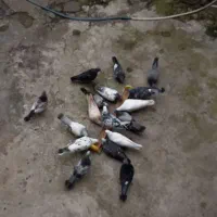 کبوتر