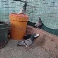 تعدادی کبوتر|پرنده|خوسف, |دیوار