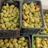 سیب و گلابی پاییزی|خوردنی و آشامیدنی|مشهد, گلبرگ|دیوار