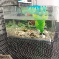 آکواریوم زیبا با پمپ آبشاری کامل|ماهی|ابریشم, |دیوار