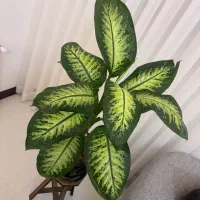 گل دیفن|گل و گیاه طبیعی|مشهد, جاهد شهر|دیوار