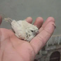 فنچ شارکول سهره قناری گلبسر  عروس هلندی  گلبسر