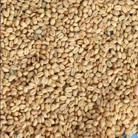 گندم امسالی