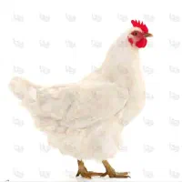 کارگر ساده جهت کار در مرغ فروشی