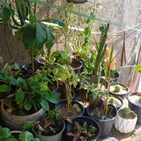 ارَس کاری درخت و تمیزکاری درخت|خدمات باغبانی و درختکاری|قشم, |دیوار