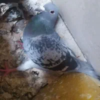 کفتر|پرنده|درمیان, |دیوار