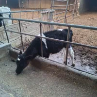 گوساله نر|حیوانات مزرعه|محمدشهر, محمدشهر|دیوار