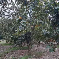 فروش خرمالو رو درختی|خدمات باغبانی و درختکاری|تهران, میدان میوه و تره‌بار مرکزی|دیوار