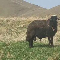 قوچ سیاه|حیوانات مزرعه|قره چای, |دیوار