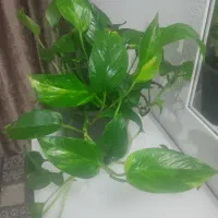 گل دیفن  و پیتوس و آگلونما برفی|گل و گیاه طبیعی|مشهد, اروند|دیوار