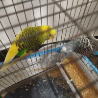 مرغ عشق جفت آماده تخم