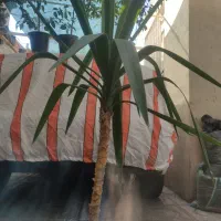 بنجامین سانسوریا فیکوس یوکا|گل و گیاه طبیعی|محمدشهر, شهرک چمران|دیوار