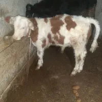 گوساله نر سیمینتال