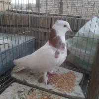 طوق هفرنگ