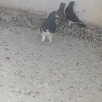 کفتر هوایی|پرنده|شیراز, کرونی(خاتونک)|دیوار
