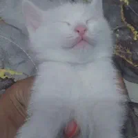 گربه