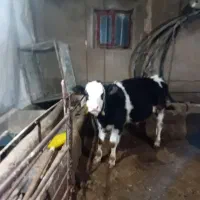 گوساله|حیوانات مزرعه|سجاس رود, |دیوار