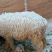 بره|حیوانات مزرعه|مسجد سلیمان, |دیوار